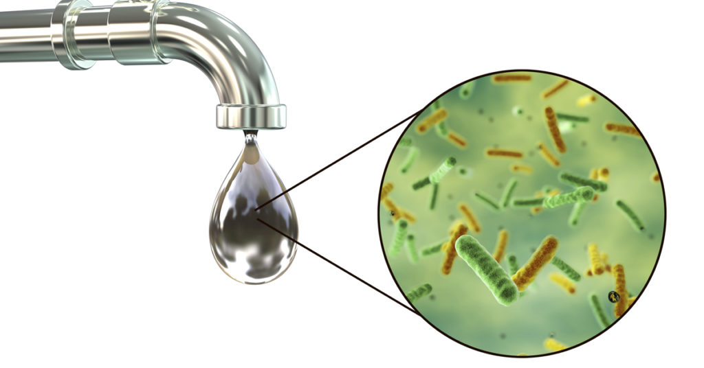 Cholera bacteria